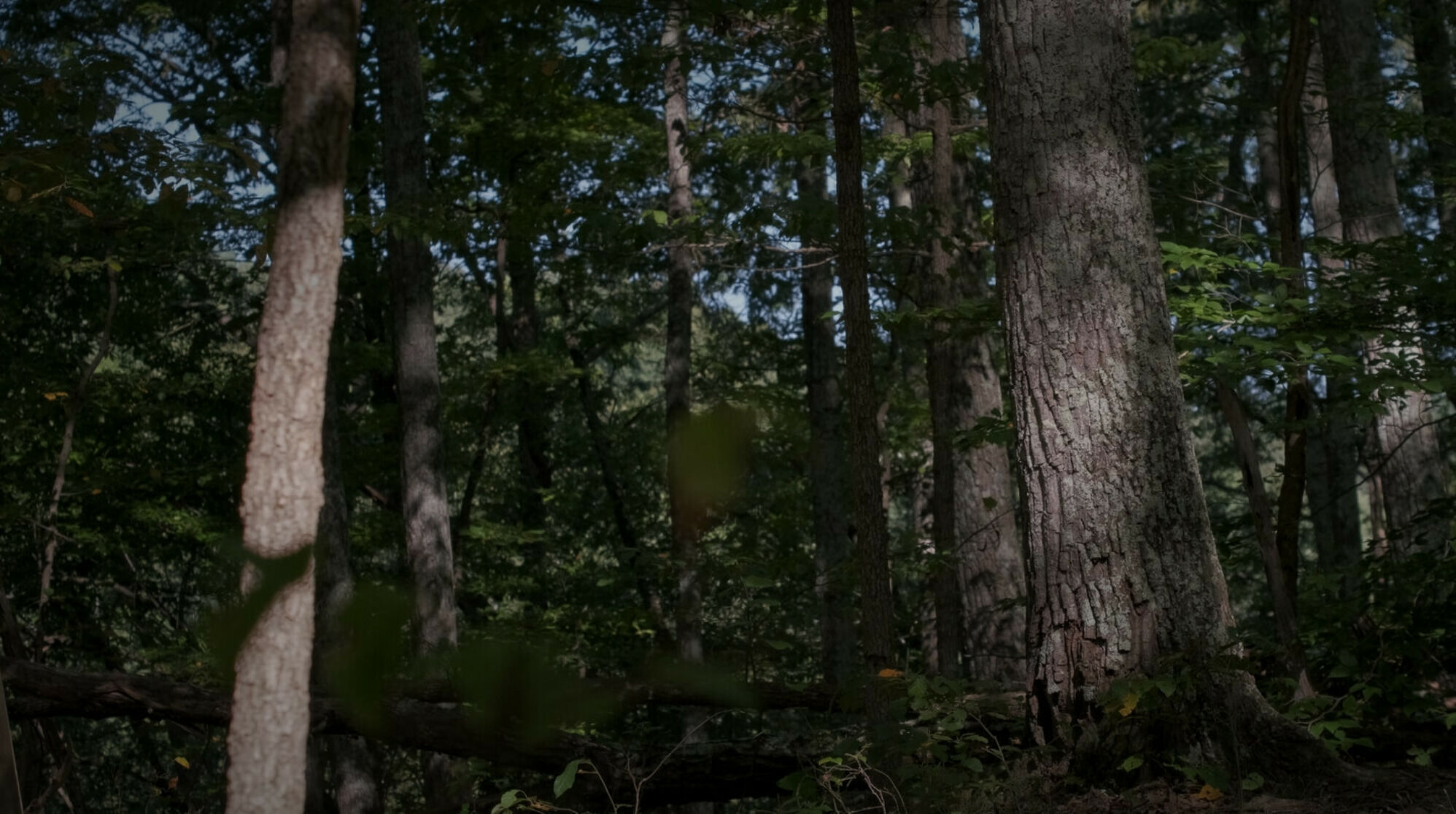 Group of trees in sunlight