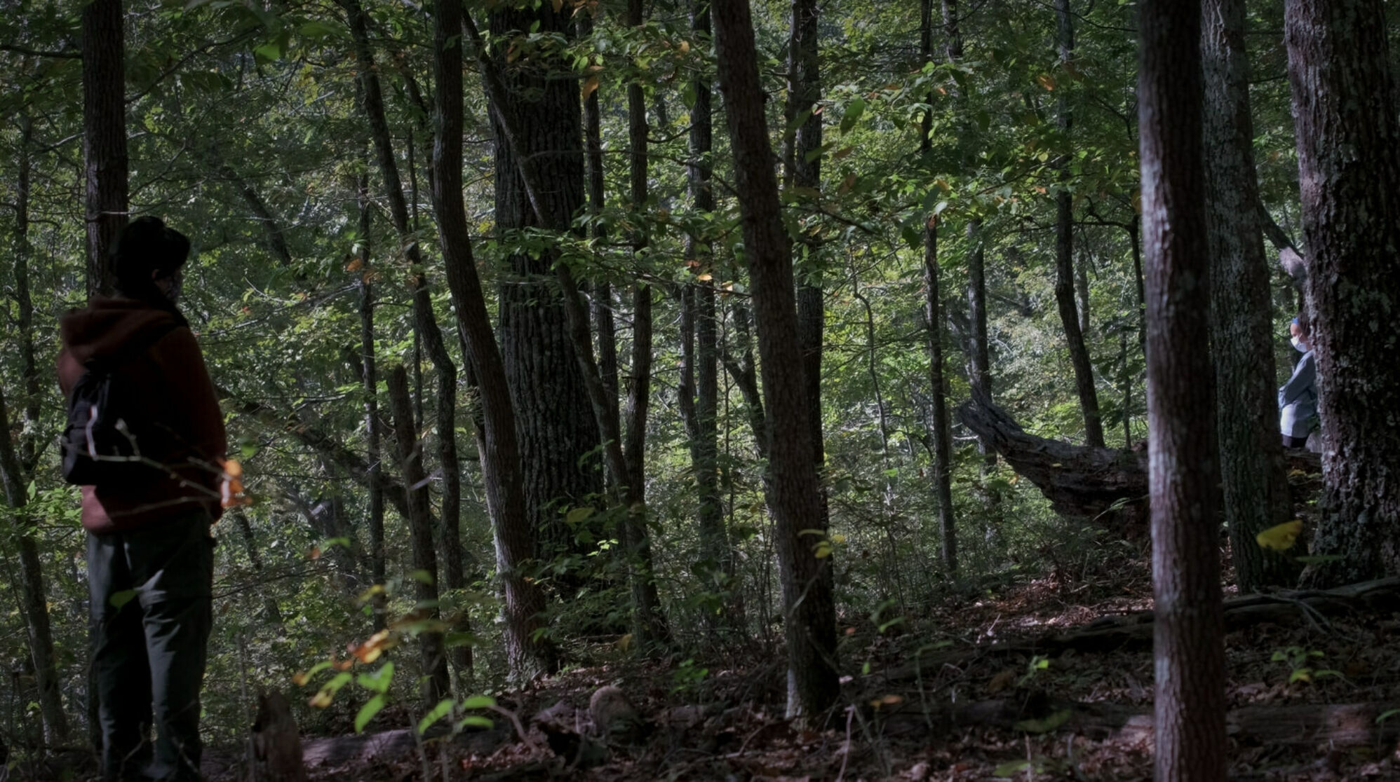 Group taking part in forest therapy