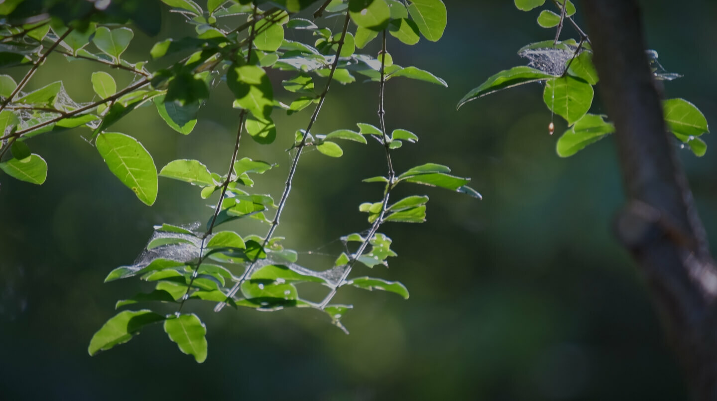 Close up of branch