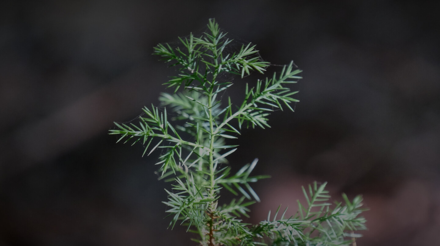 Close up of sapling