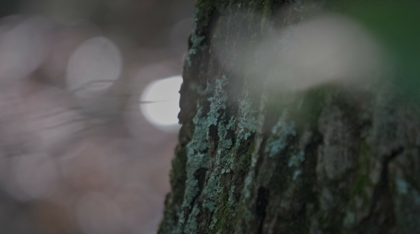 Close up of tree trunk