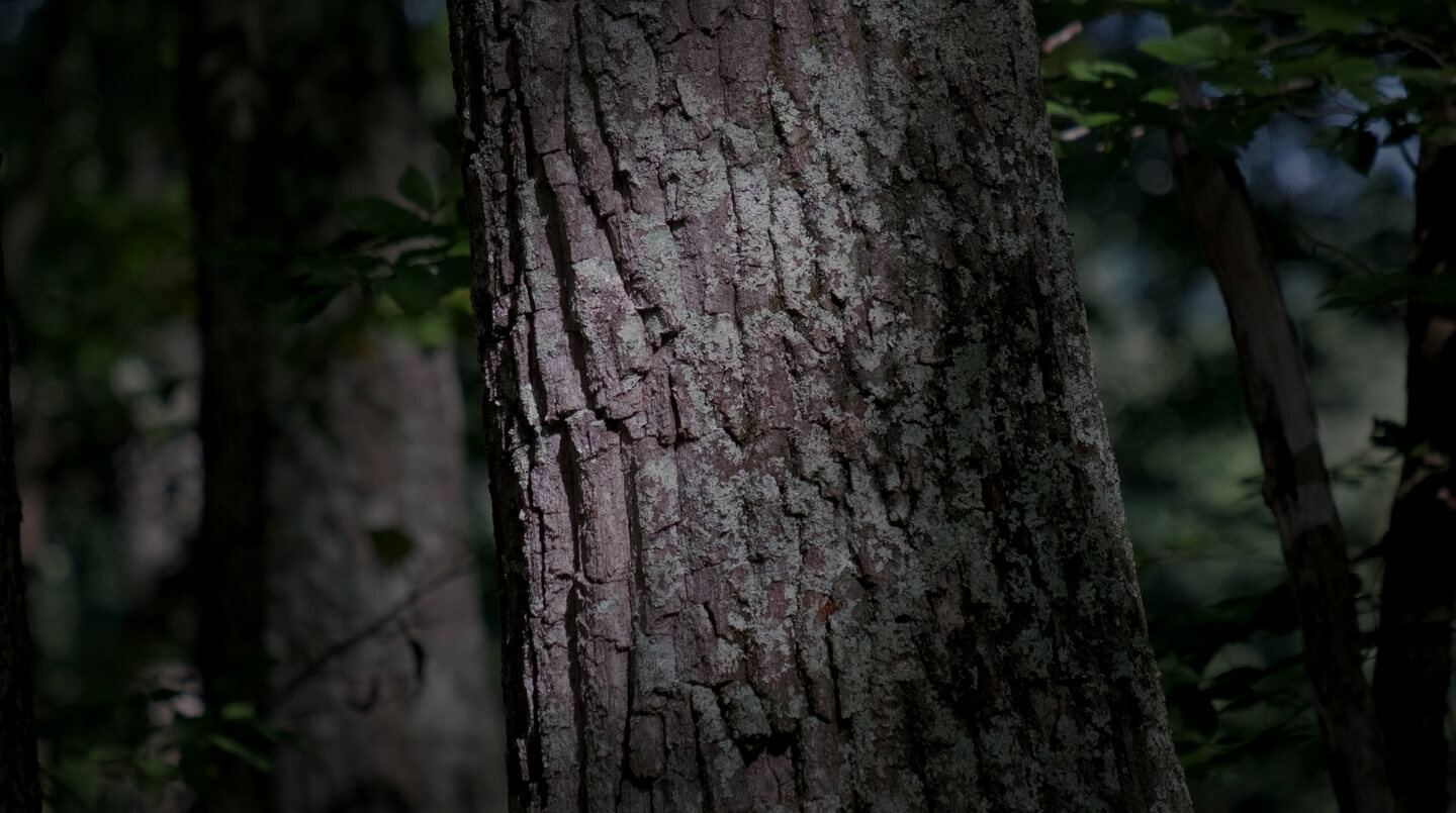 Close up of tree