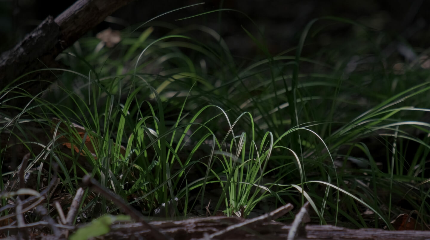 Grass on forest floor