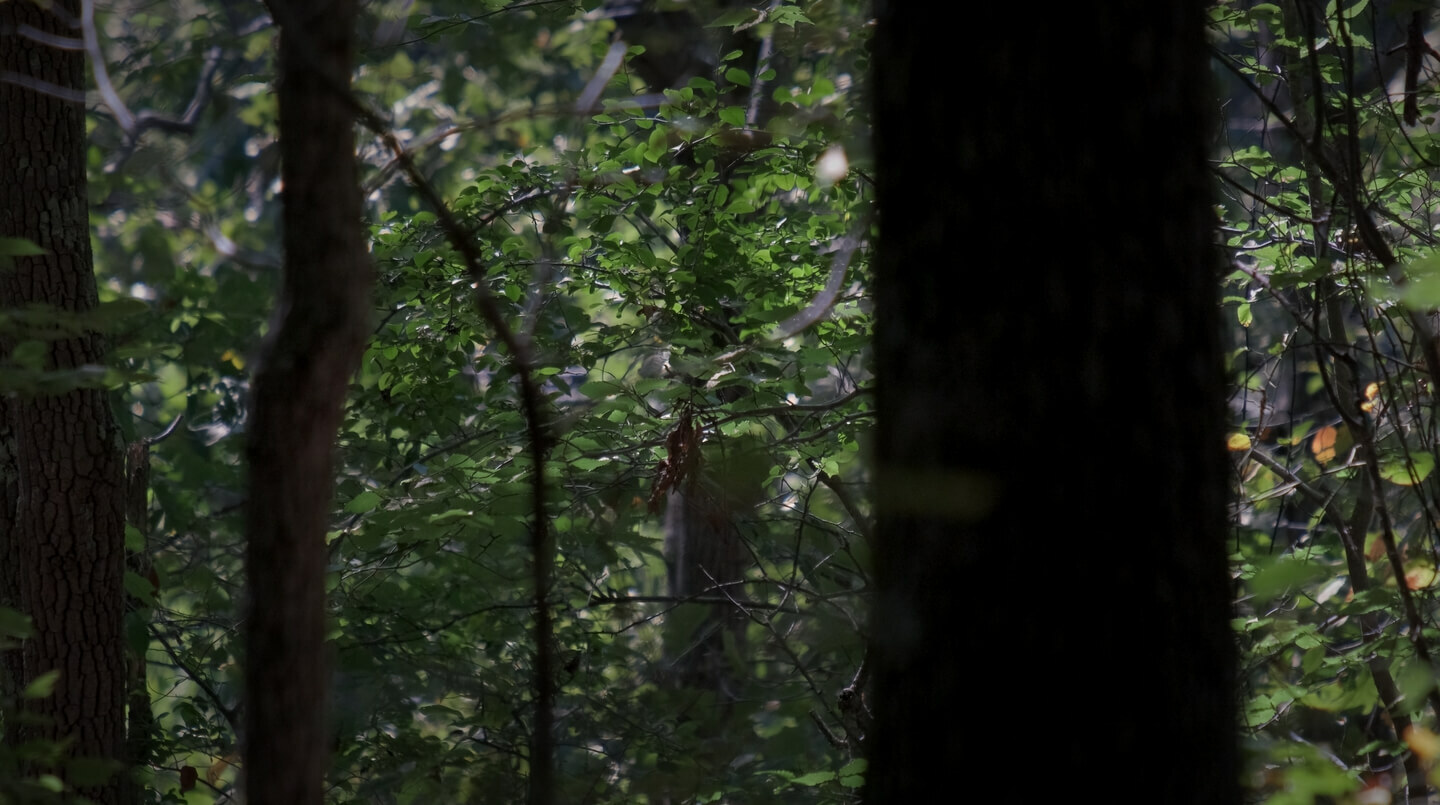 Group of trees