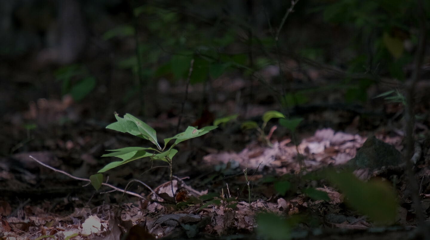 Sapling on forest floor